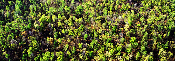 Albemarle County Forest in Early Spring, Virginia